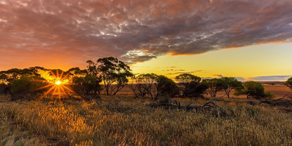 Bush landscape with sunset