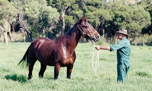 Horse inside paddock at Murdoch University (1998)