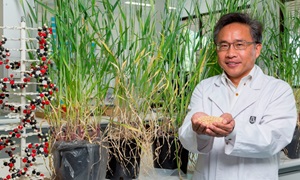 Professor Chengdao Li in the lab