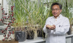 Professor Chengdao Li with barley