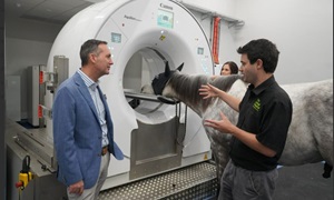 Horse MRI Machine
