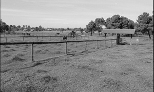 Paddock