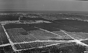 Somerville Pine Plantation, where Murdoch University was eventually built.